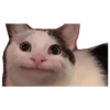 MEME- World 5
