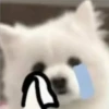 Expresiones perrito blanco 3🤍 6