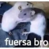 FRASES 9