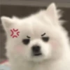 Expresiones perrito blanco 3🤍 7
