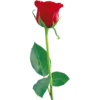 Flowers 8 5