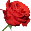 Flowers 8 6