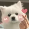 Expresiones perrito blanco 3🤍 8