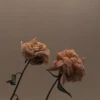 Flowers 5