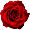 Flowers 8 8