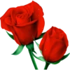 Flowers 8 9