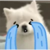 Expresiones perrito blanco 3🤍 10