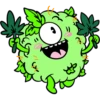 Buds Monster 6