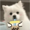 Expresiones perrito blanco 3🤍 11