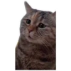 MEME- World 11