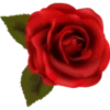 Flowers 8 11