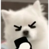 Expresiones perrito blanco 3🤍 13
