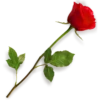 Flowers 8 12