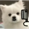 Expresiones perrito blanco 3🤍 15