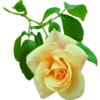 Flowers 5 10