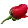 Flowers 8 13