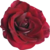 Flowers 8 14