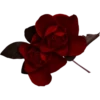 Flowers 8 16