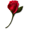 Flowers 8 17