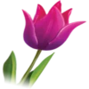 Flowers 5 12