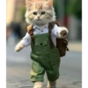 Gatitos💞7🇵🇪Clásica 15