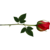 Flowers 8 18