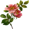 Flowers 5 15