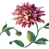 Flowers 5 16