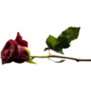 Flowers 8 19