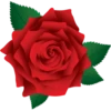 Flowers 8 20