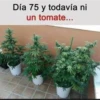 FRASES 21