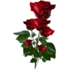 Flowers 8 21