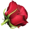 Flowers 8 23