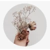 Flowers 10