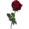 Flowers 8 25