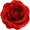 Flowers 8 26