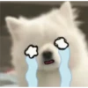 Expresiones perrito blanco 3🤍 26