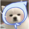 Expresiones perrito blanco 3🤍 27