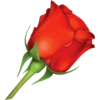 Flowers 8 29