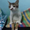 Catsssssss 6