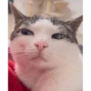 Catsssssss 8