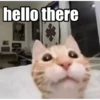 Catsssssss 11