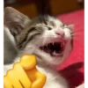 Catsssssss 13