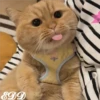 🎄 Gatitos 🐱 6