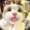 🎄 Gatitos 🐱 8