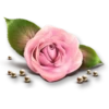 Flowers 3 11