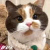🎄 Gatitos 🐱 9