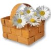 Flowers 3 14