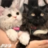🎄 Gatitos 🐱 10