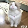 🎄 Gatitos 🐱 11